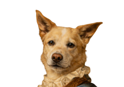 Portrait of Nala, our Morale Officer at P&D Accounting in Calgary, Alberta